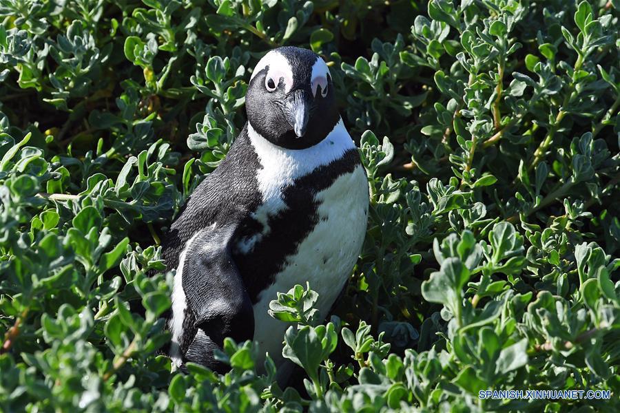 SUDAFRICA-CABO OCCIDENTAL-PINGUINOS