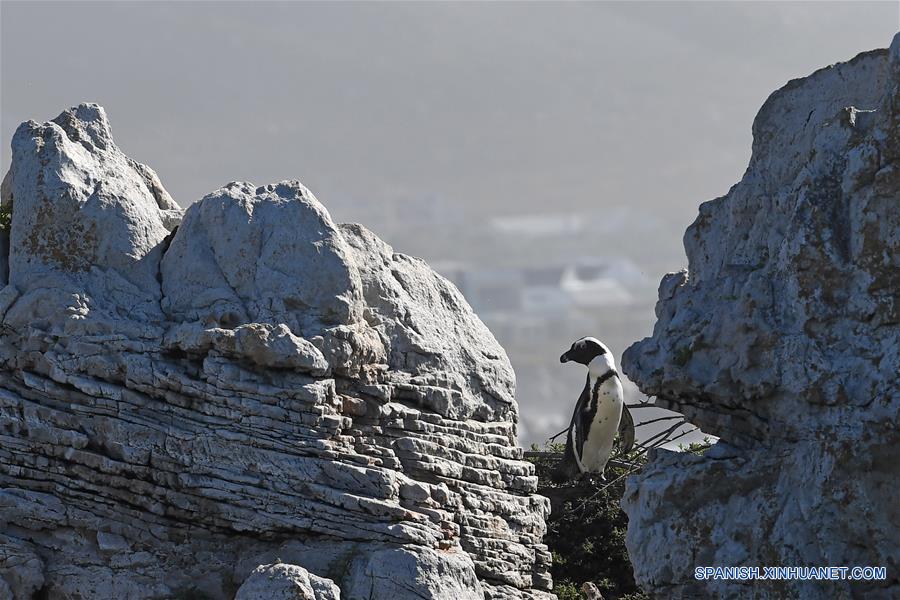 SUDAFRICA-CABO OCCIDENTAL-PINGUINOS
