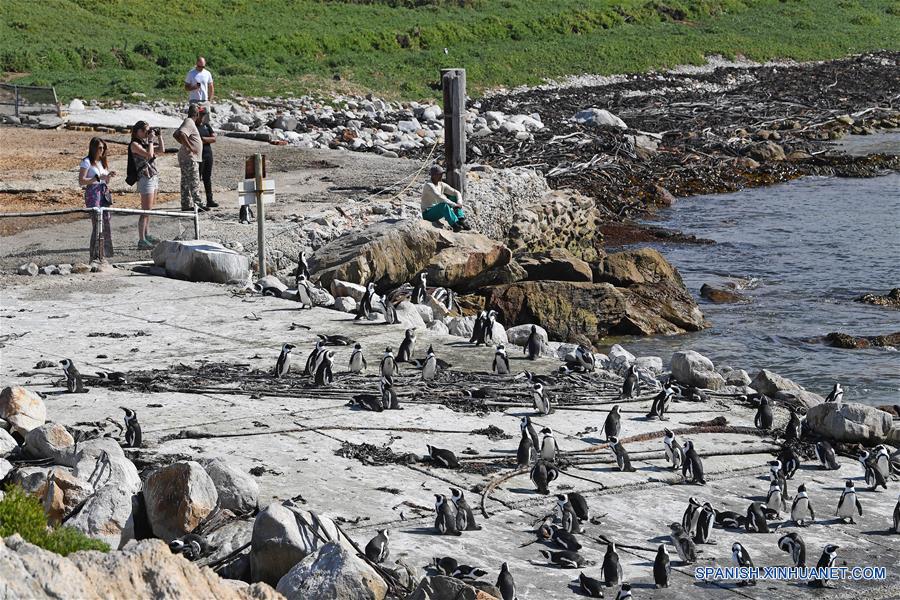 SUDAFRICA-CABO OCCIDENTAL-PINGUINOS