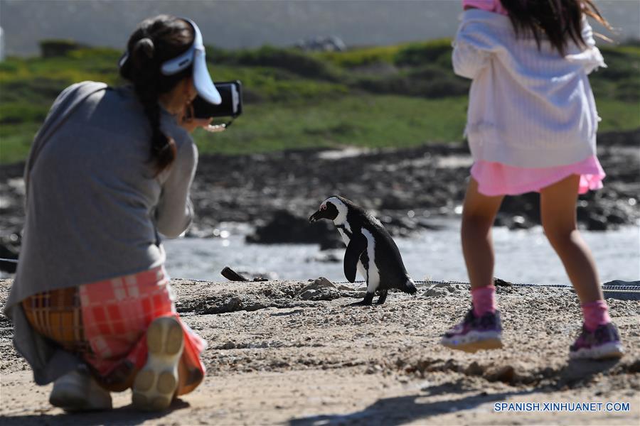 SUDAFRICA-CABO OCCIDENTAL-PINGUINOS