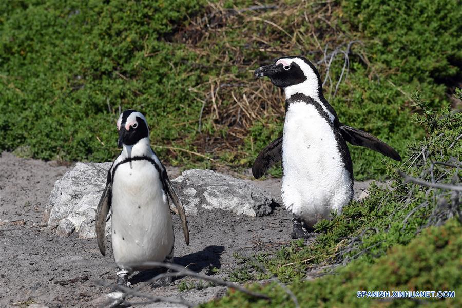SUDAFRICA-CABO OCCIDENTAL-PINGUINOS