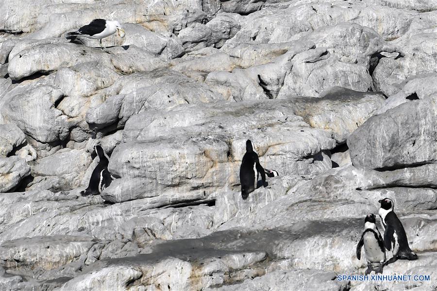 SUDAFRICA-CABO OCCIDENTAL-PINGUINOS