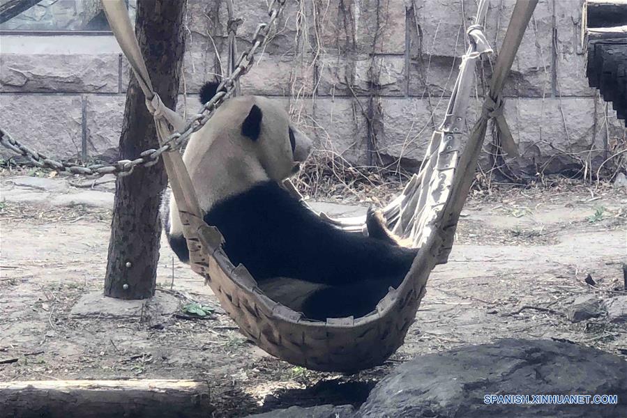 CHINA-BEIJING-PRIMAVERA-PANDA