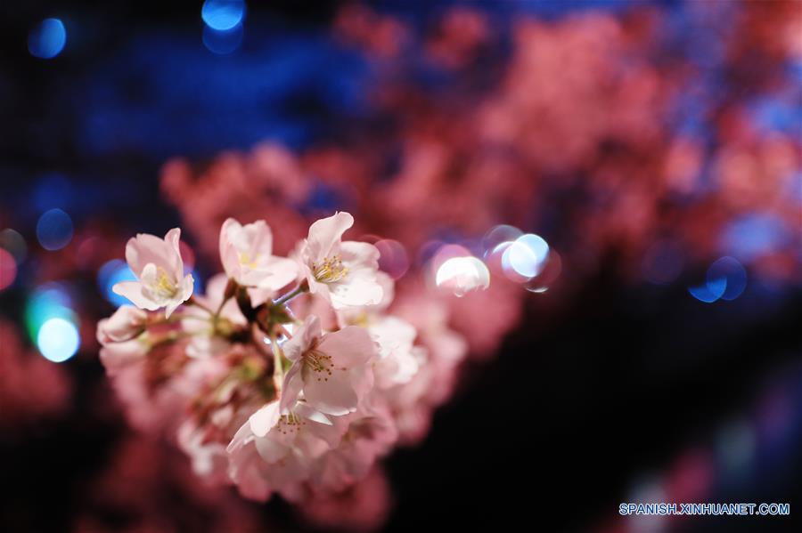 （国际）（1）东京目黑川两岸樱花盛开