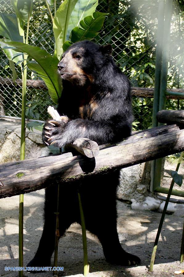 PERU-CUSCO-OSO DE ANTEOJOS