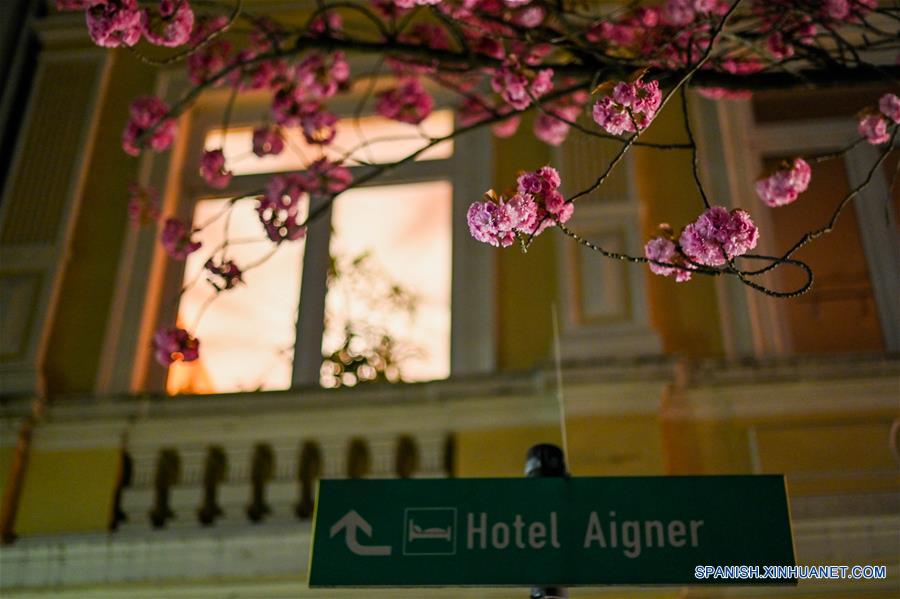 GERMANY-BONN-CHERRY BLOSSOM