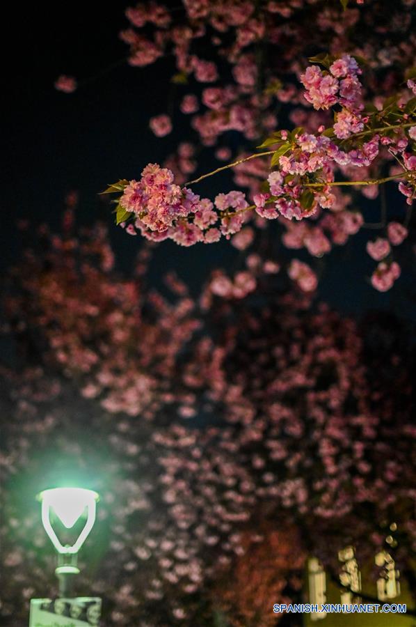 GERMANY-BONN-CHERRY BLOSSOM