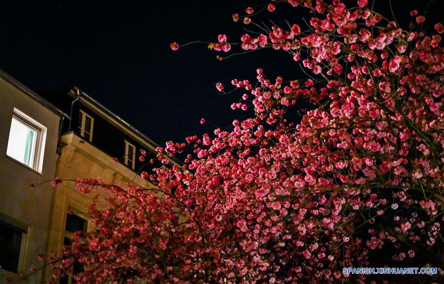 GERMANY-BONN-CHERRY BLOSSOM