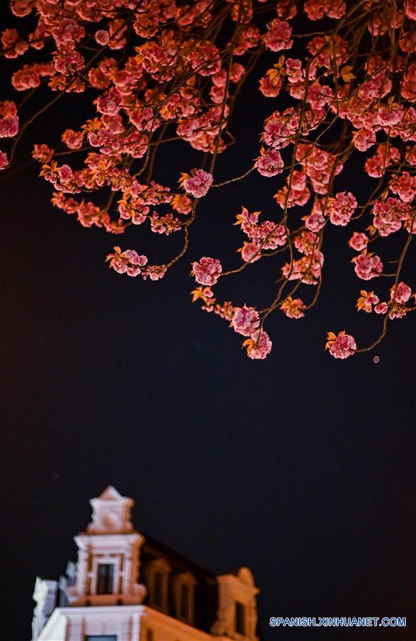 GERMANY-BONN-CHERRY BLOSSOM
