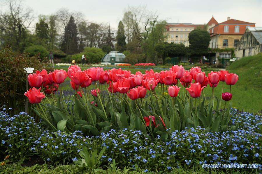 CROACIA-ZAGREB-PRIMAVERA-FLORES