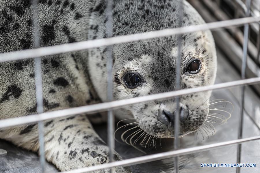 （社会）（5）大连：24只斑海豹被放归大海