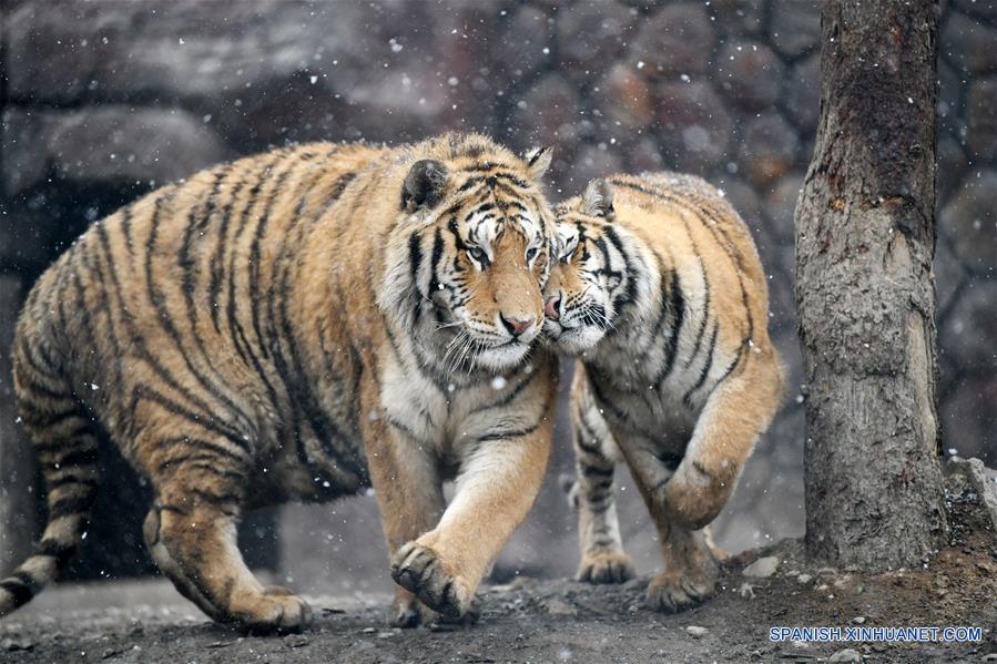 CHINA-HEILONGJIANG-NEVADA-TIGRES SIBERIANOS 