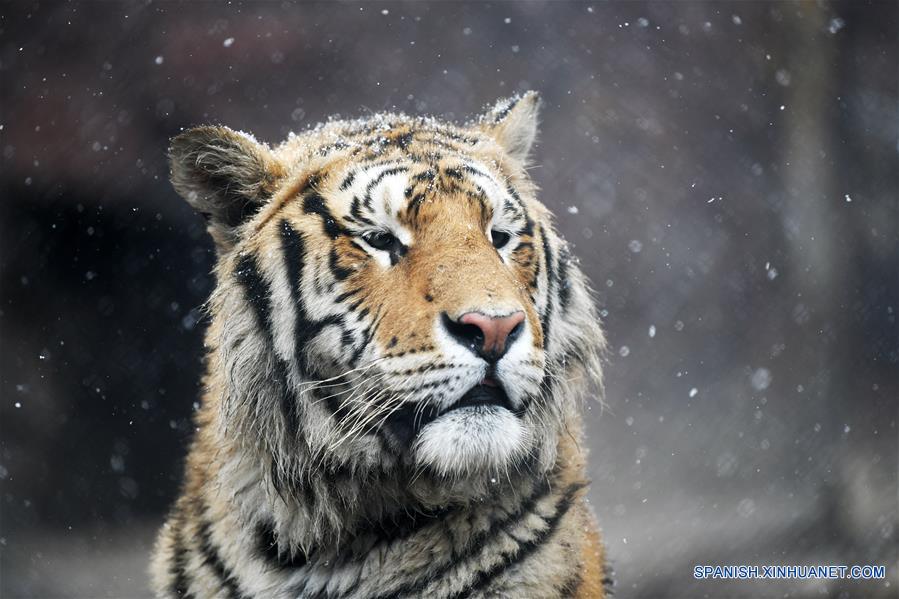 CHINA-HEILONGJIANG-NEVADA-TIGRES SIBERIANOS 