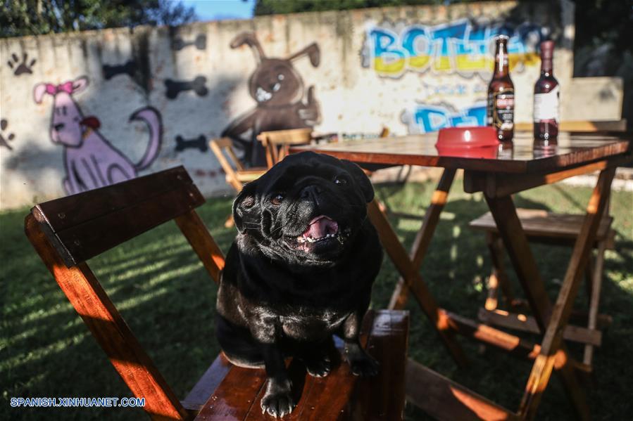 BRASIL-CURITIBA-BAR PARA PERROS