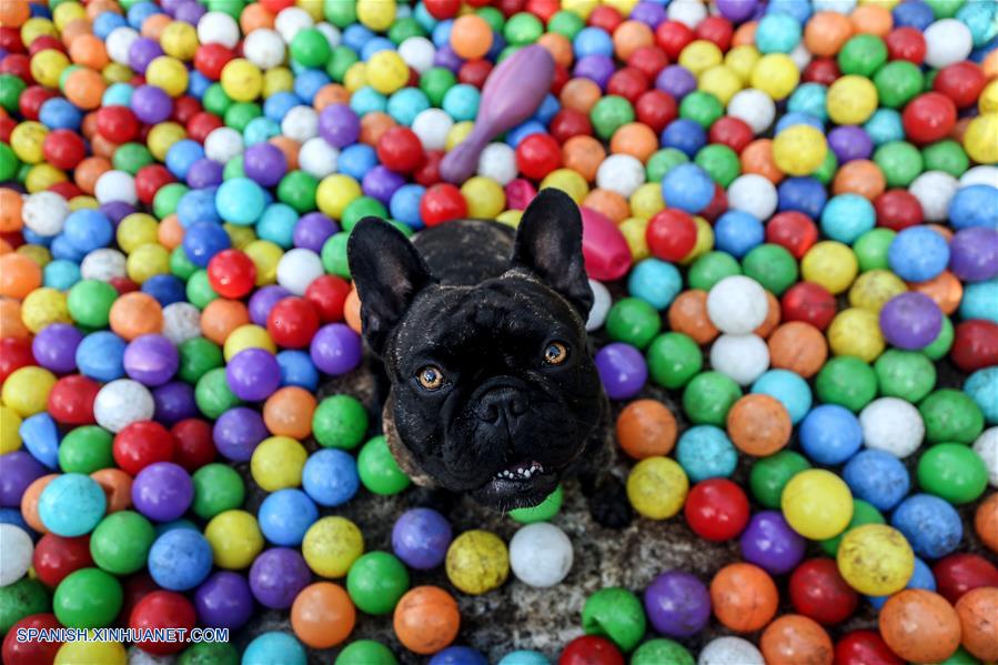 BRASIL-CURITIBA-BAR PARA PERROS