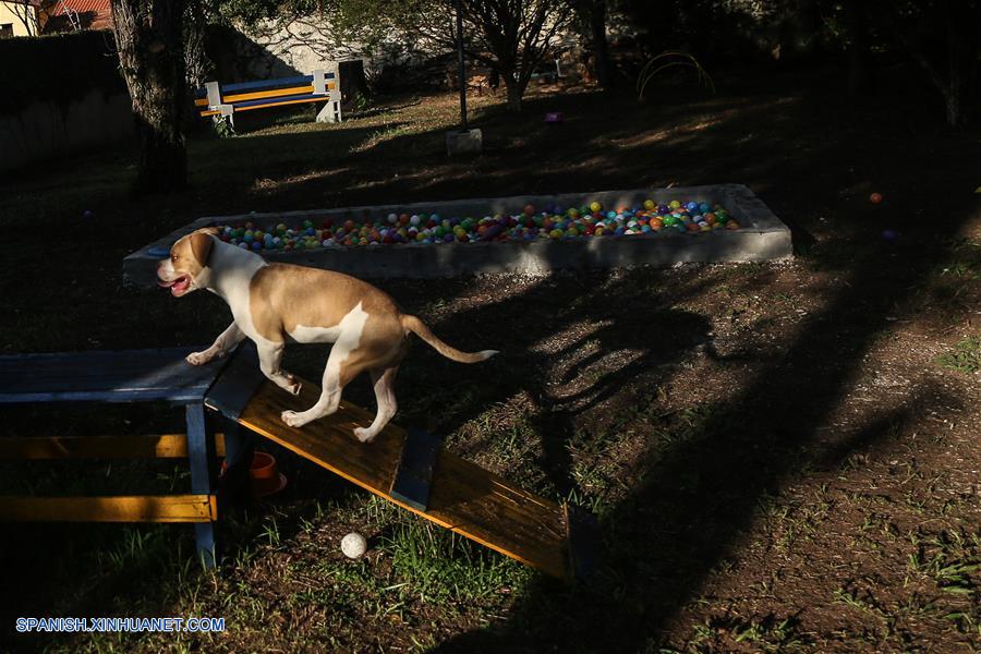 BRASIL-CURITIBA-BAR PARA PERROS