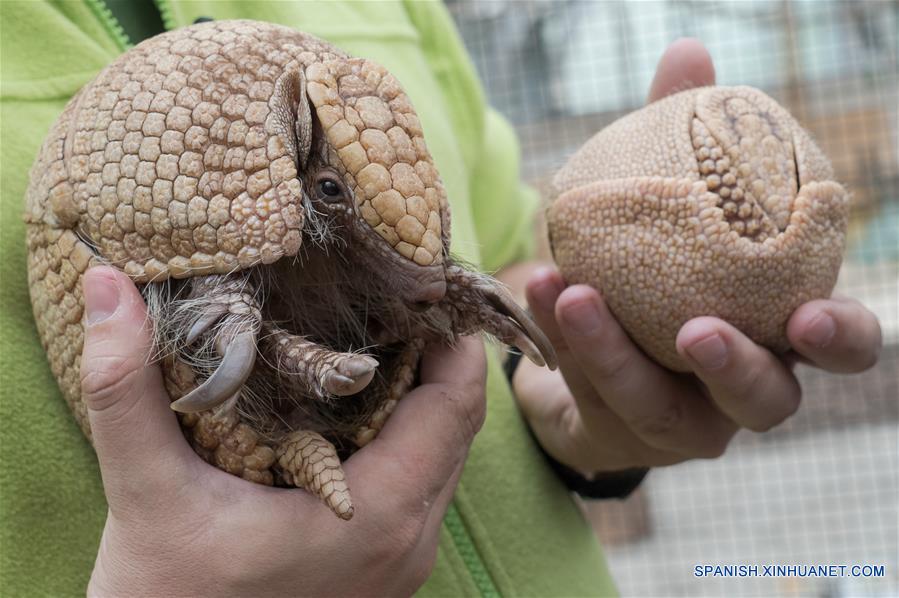 HUNGRIA-BUDAPEST-ZOOLOGICO-ARMADILLO 