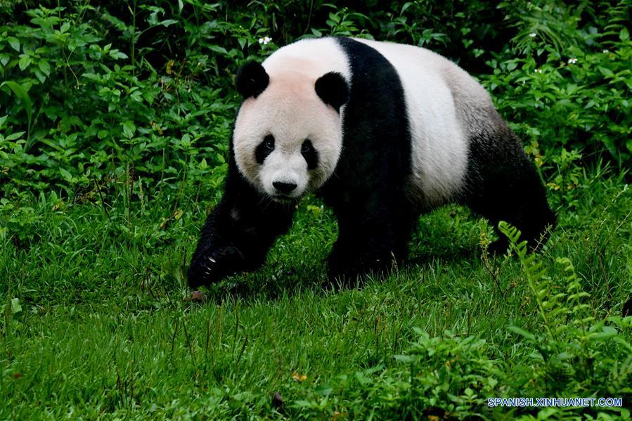 Asistencia Desde allí pistola Pandas gigantes en Zoológico de Taipei | Spanish.xinhuanet.com