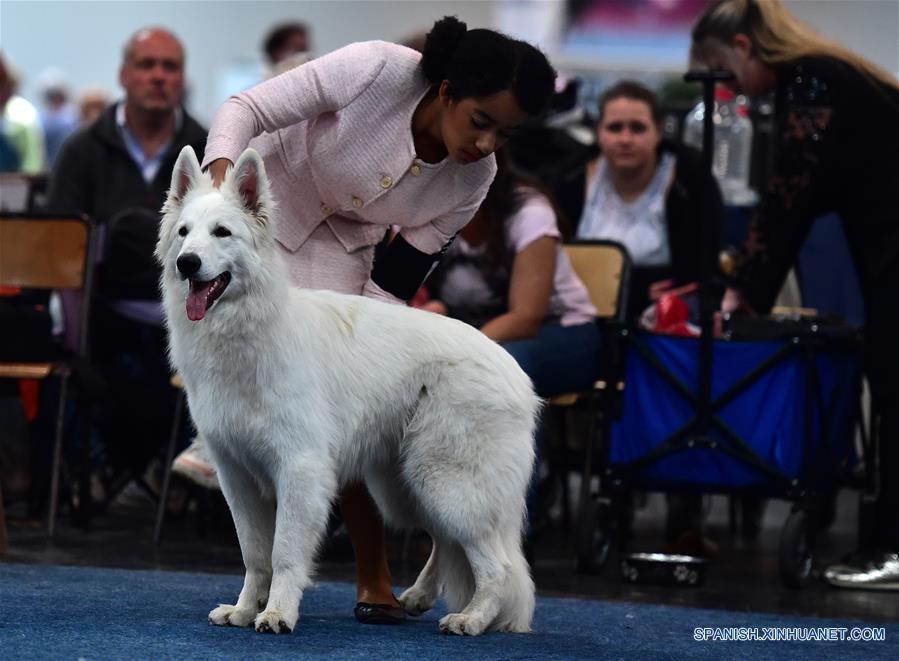 ALEMANIA-DORTMUND-EXPOSICION DE PERROS Y GATOS