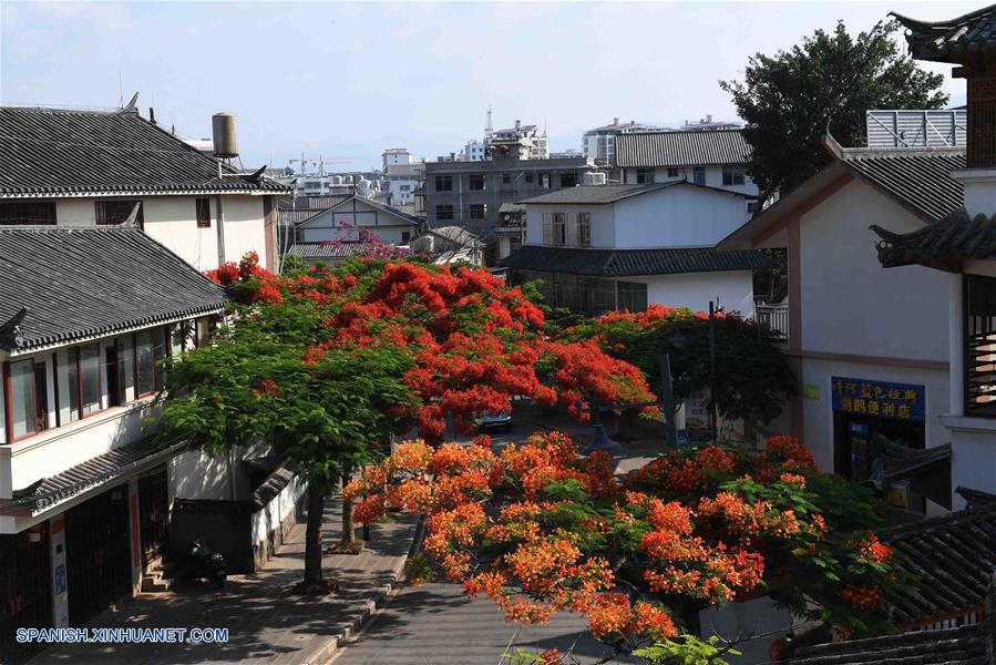 CHINA-YUNNAN-FRAMBOYAN 