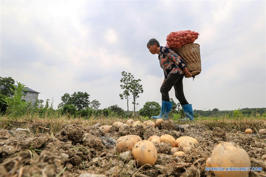 CHINA-HUNAN-VERANO-AGRICULTURA