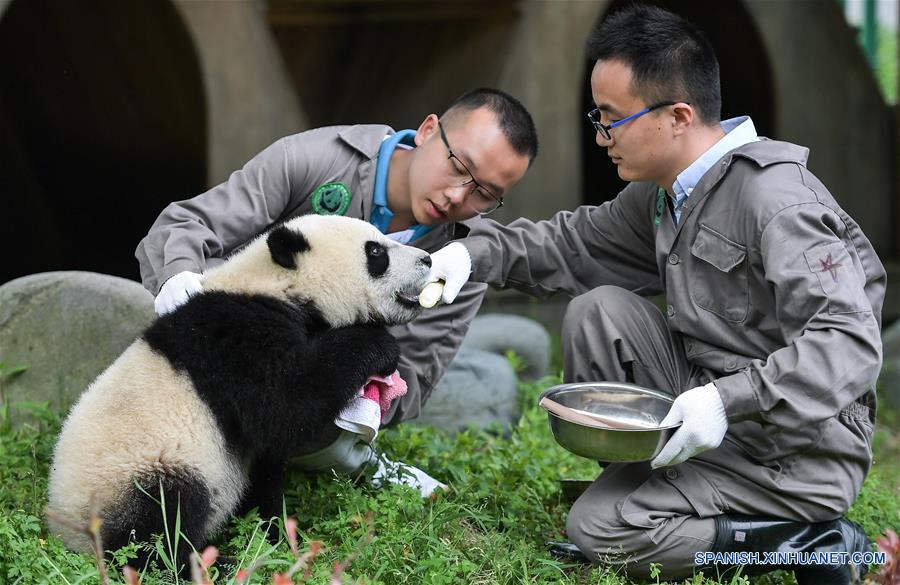 CHINA-SICHUAN-GUARDERIA DE PANDAS GIGANTES