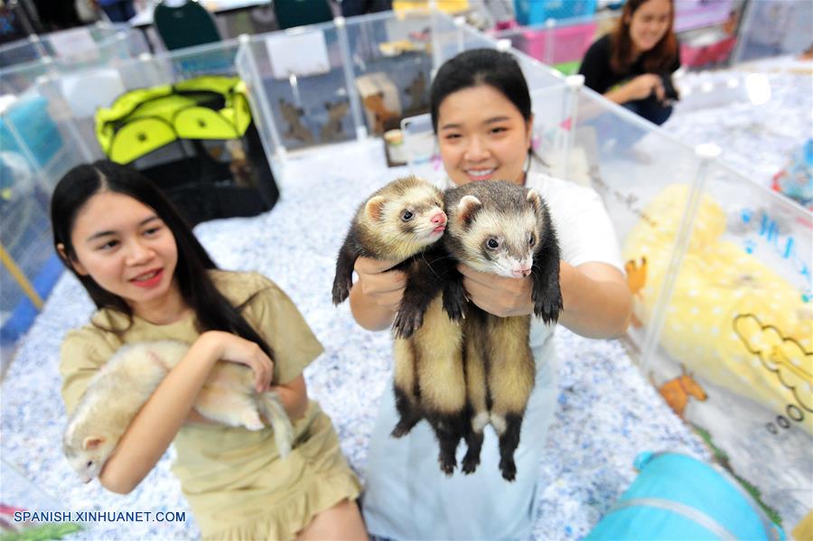 TAILANDIA-BANGKOK-MASCOTAS-EXPOSICION
