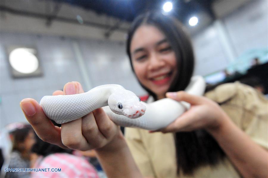 TAILANDIA-BANGKOK-MASCOTAS-EXPOSICION