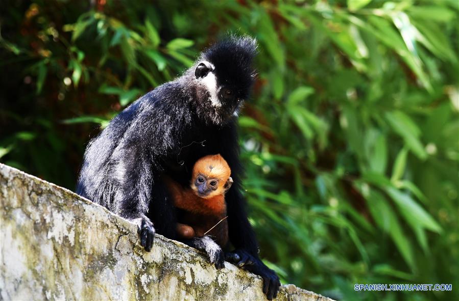 CHINA-GUIZHOU-LANGUR DE FRANCOIS-PROTECCION 