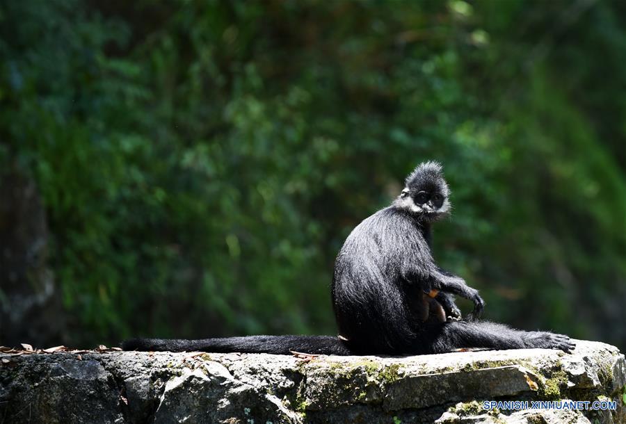 CHINA-GUIZHOU-LANGUR DE FRANCOIS-PROTECCION 