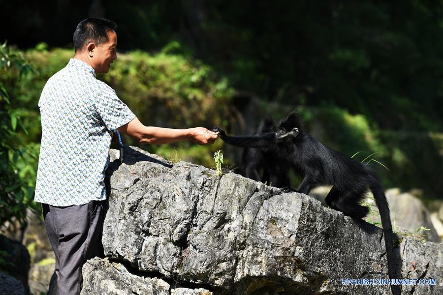 CHINA-GUIZHOU-LANGUR DE FRANCOIS-PROTECCION 