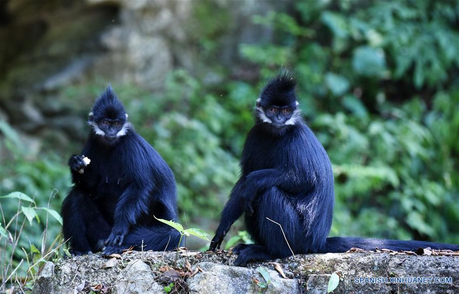 CHINA-GUIZHOU-LANGUR DE FRANCOIS-PROTECCION 