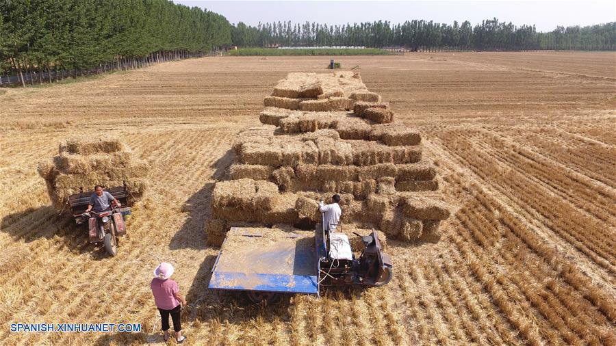 CHINA-SHANDONG-PAJA DE TRIGO-RECICLAJE