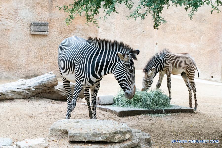 EEUU-CALIFORNIA-ZOOLOGICO-BEBE DE CEBRA MACHO