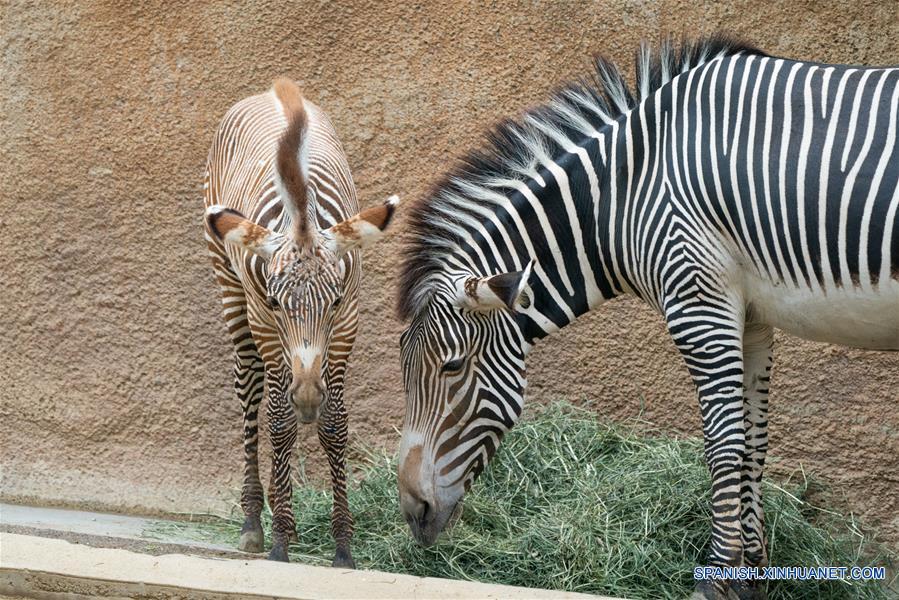 EEUU-CALIFORNIA-ZOOLOGICO-BEBE DE CEBRA MACHO 