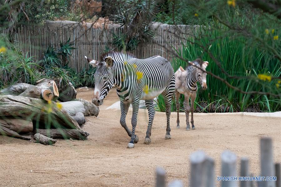 EEUU-CALIFORNIA-ZOOLOGICO-BEBE DE CEBRA MACHO 