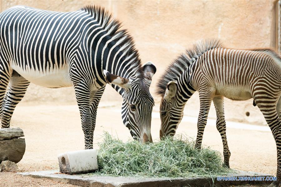 EEUU-CALIFORNIA-ZOOLOGICO-BEBE DE CEBRA MACHO 