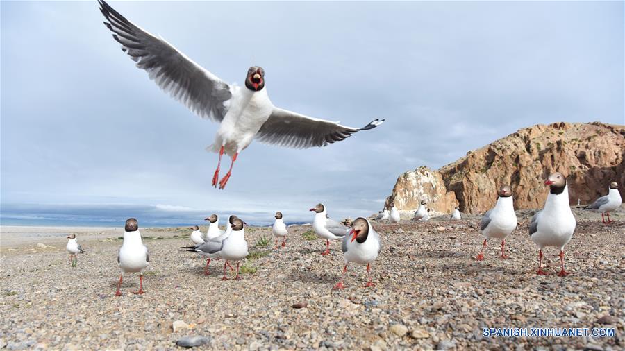 CHINA-NAM CO-GAVIOTAS