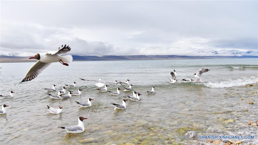 CHINA-NAM CO-GAVIOTAS