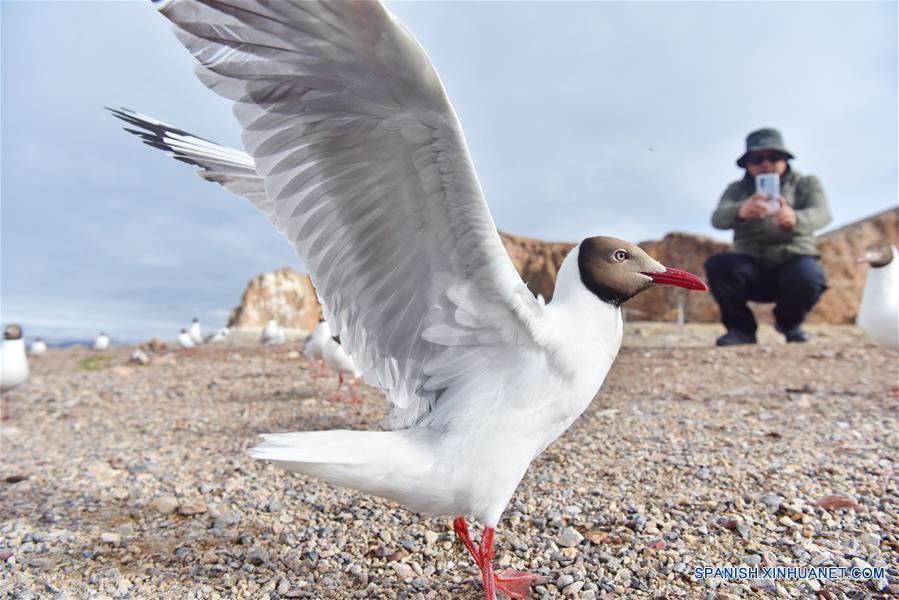 CHINA-NAM CO-GAVIOTAS