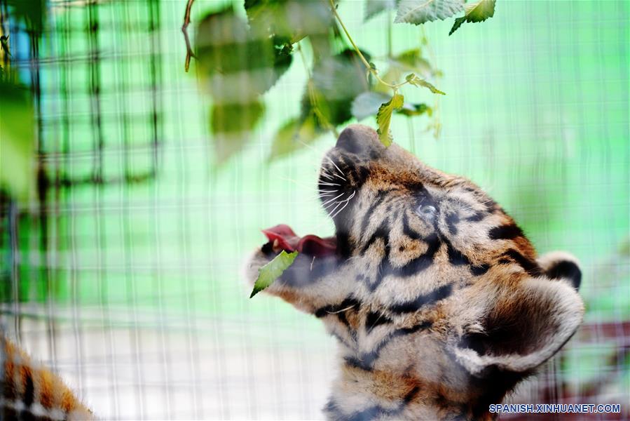 CHINA-HEILONGJIANG-CACHORROS DE TIGRE SIBERIANO