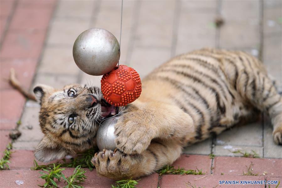 CHINA-HEILONGJIANG-CACHORROS DE TIGRE SIBERIANO