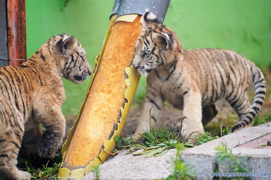 CHINA-HEILONGJIANG-CACHORROS DE TIGRE SIBERIANO