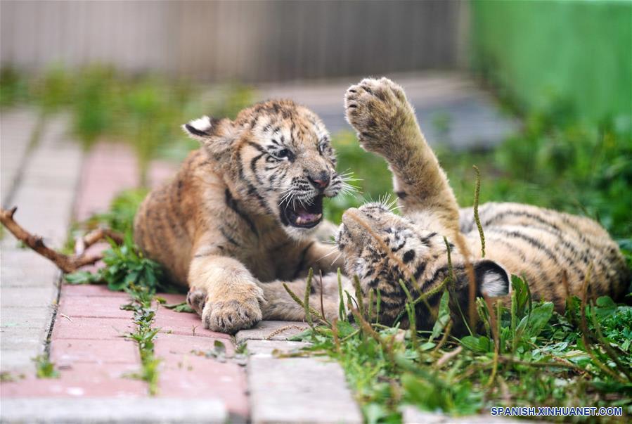 CHINA-HEILONGJIANG-CACHORROS DE TIGRE SIBERIANO