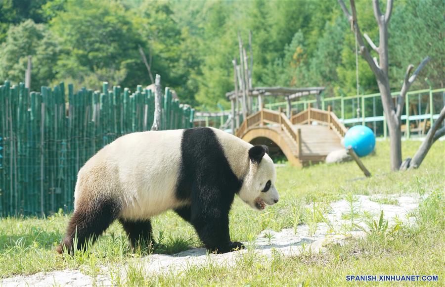 CHINA-HEILONGJIANG-PANDAS GIGANTES  