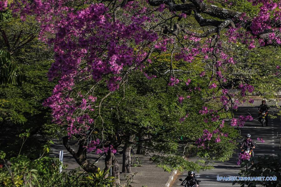 BRASIL-SAO PAULO-IPE ROXO