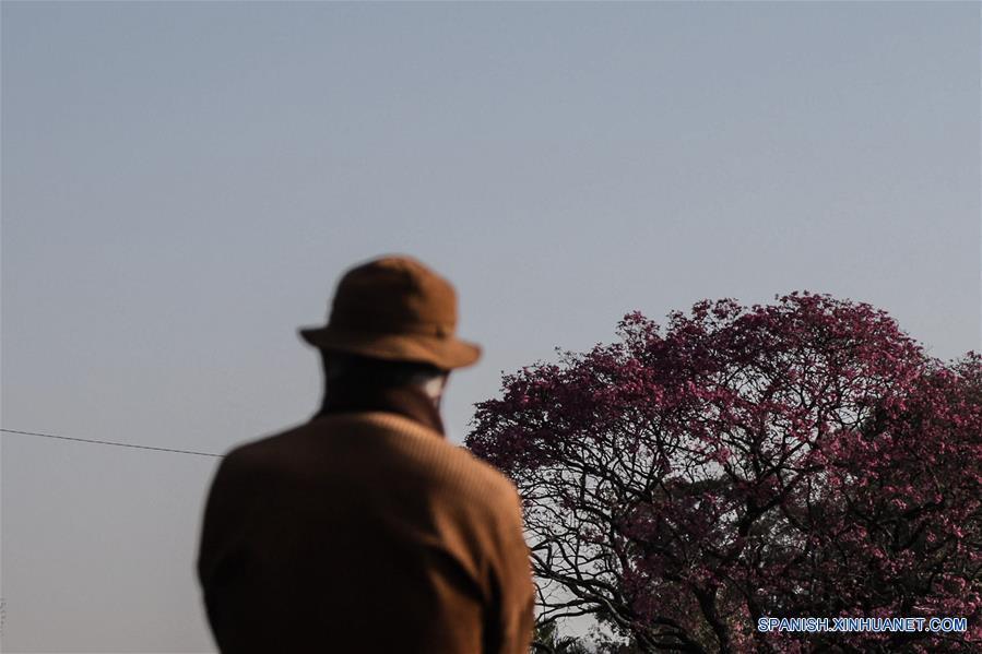 BRASIL-SAO PAULO-IPE ROXO