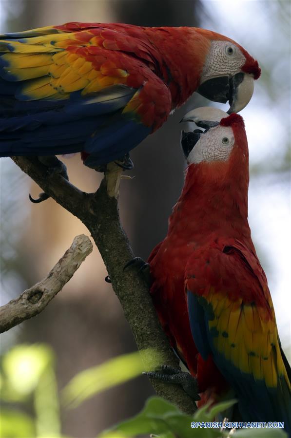 HONDURAS-TEGUCIGALPA-FAUNA