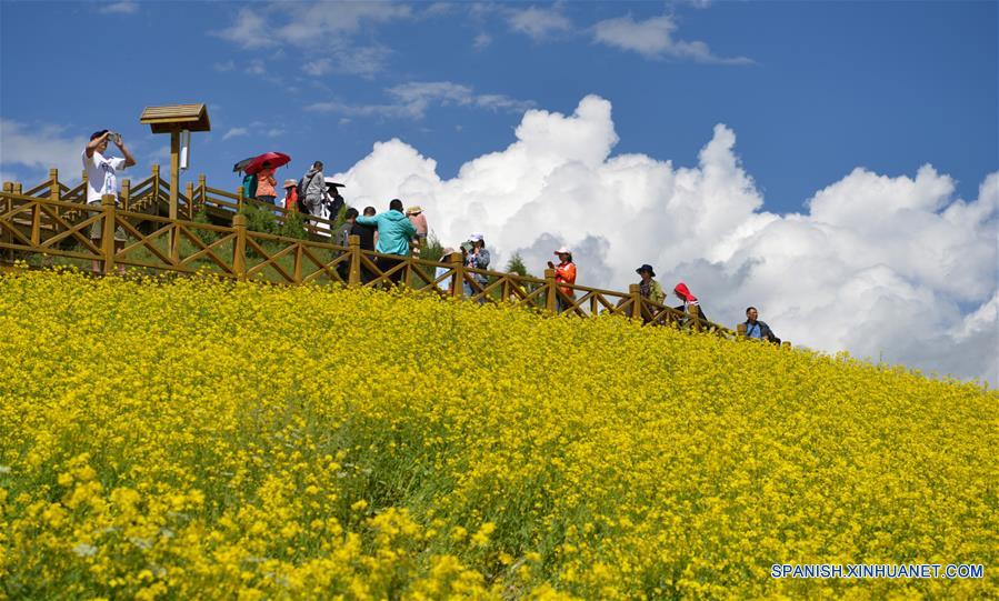 CHINA-QINGHAI-CAMPOS DE FLORES DE COLE 