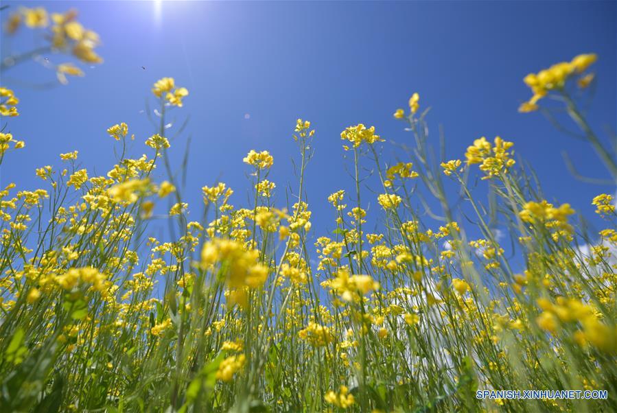 CHINA-QINGHAI-CAMPOS DE FLORES DE COLE 